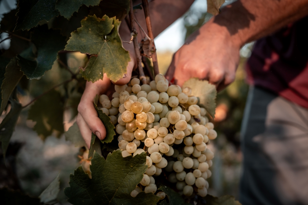 Vendanges Caves Carod